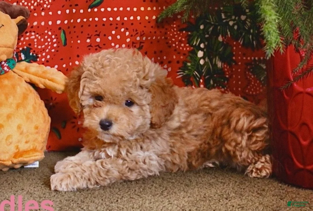 Mini Goldendoodle dogs for sale: Cuddles - Ad 2