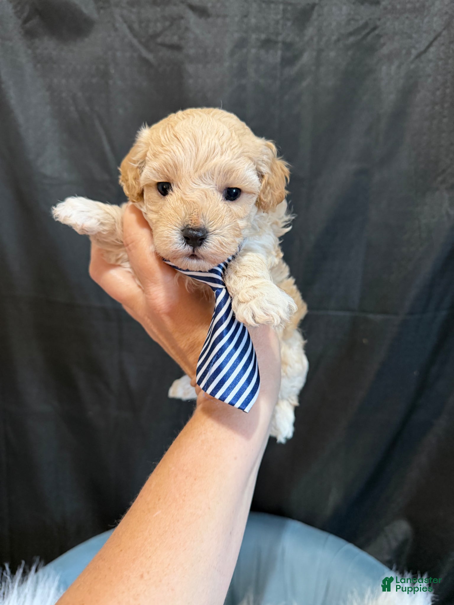 Maltipoo dogs Barbies only Maltipoo Boy 💙 - Ad 8