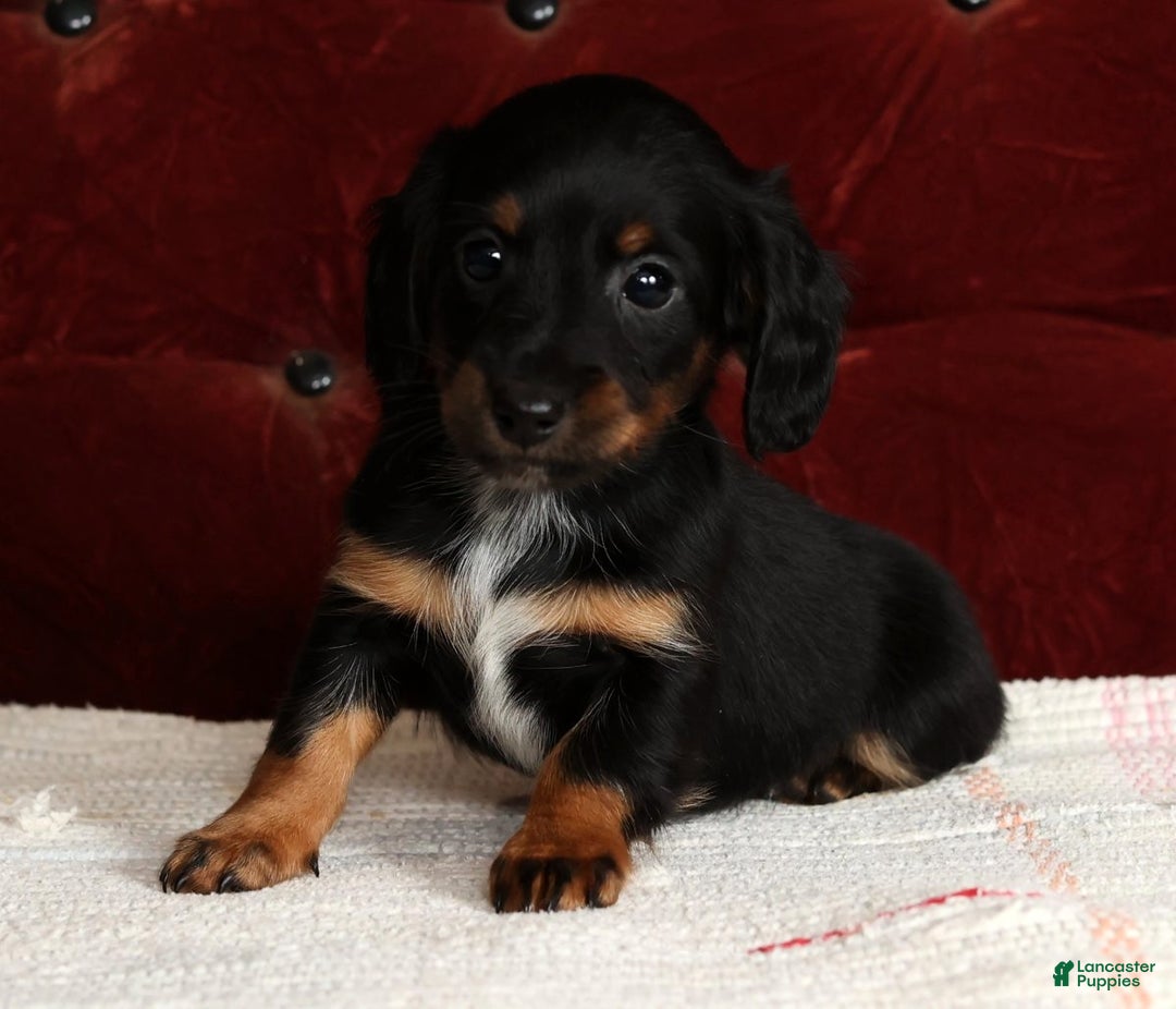 Miniature Dachshund dogs for sale: Kimberly - Ad 6