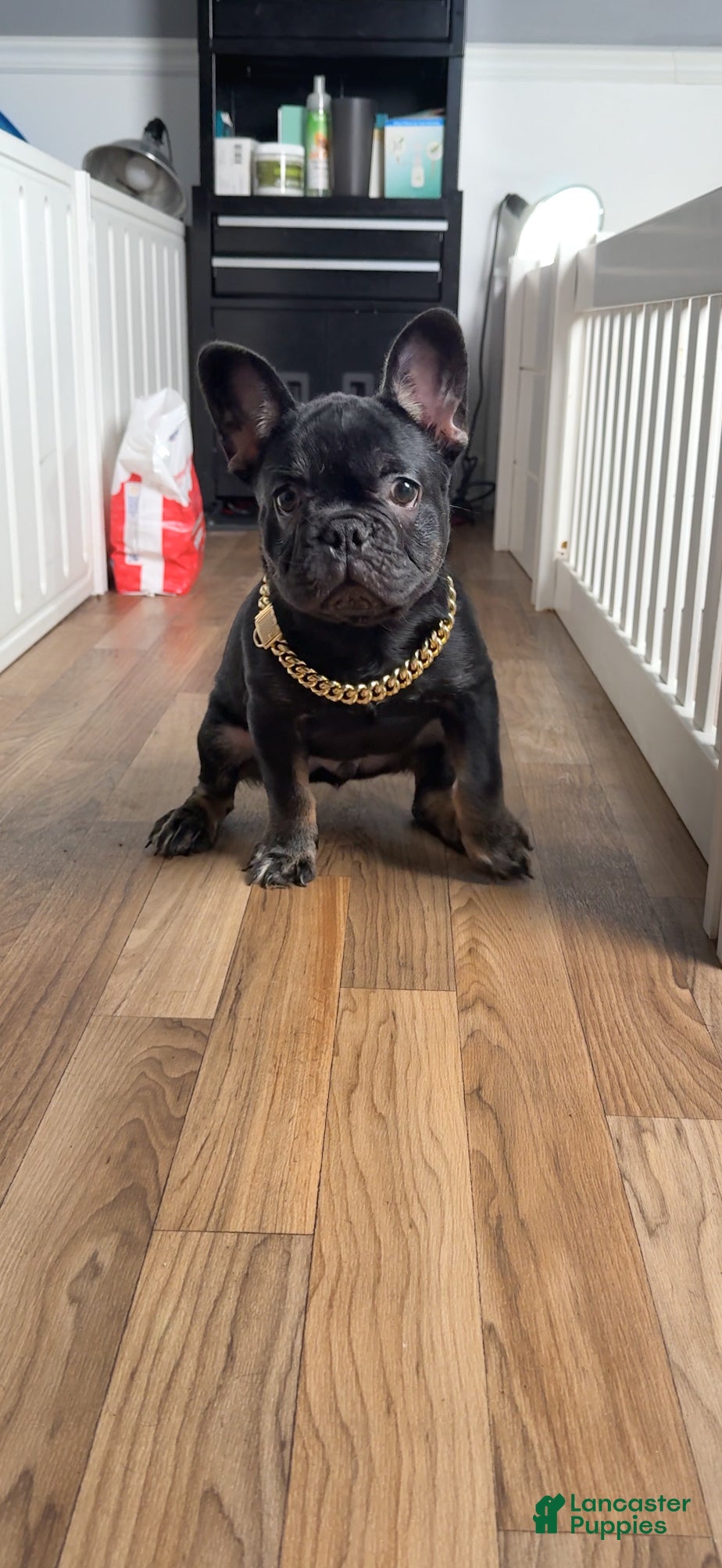 French Bulldog dogs for sale: French Bulldog Puppy 3 - Ad 1