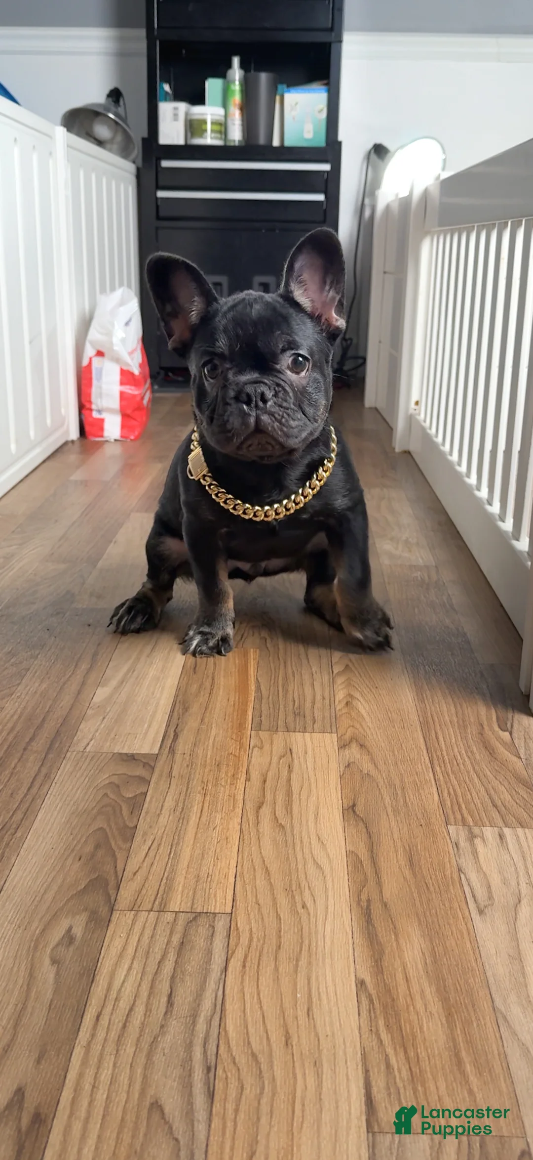 French Bulldog dogs for sale: French Bulldog Puppy 3 - Ad 1