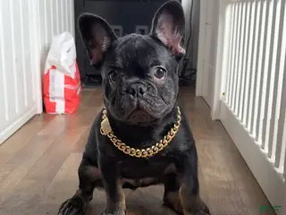 French Bulldog dogs French Bulldog Puppy 3 - Ad 17