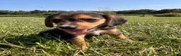 Beagle dogs for sale: Buck - Ad 9