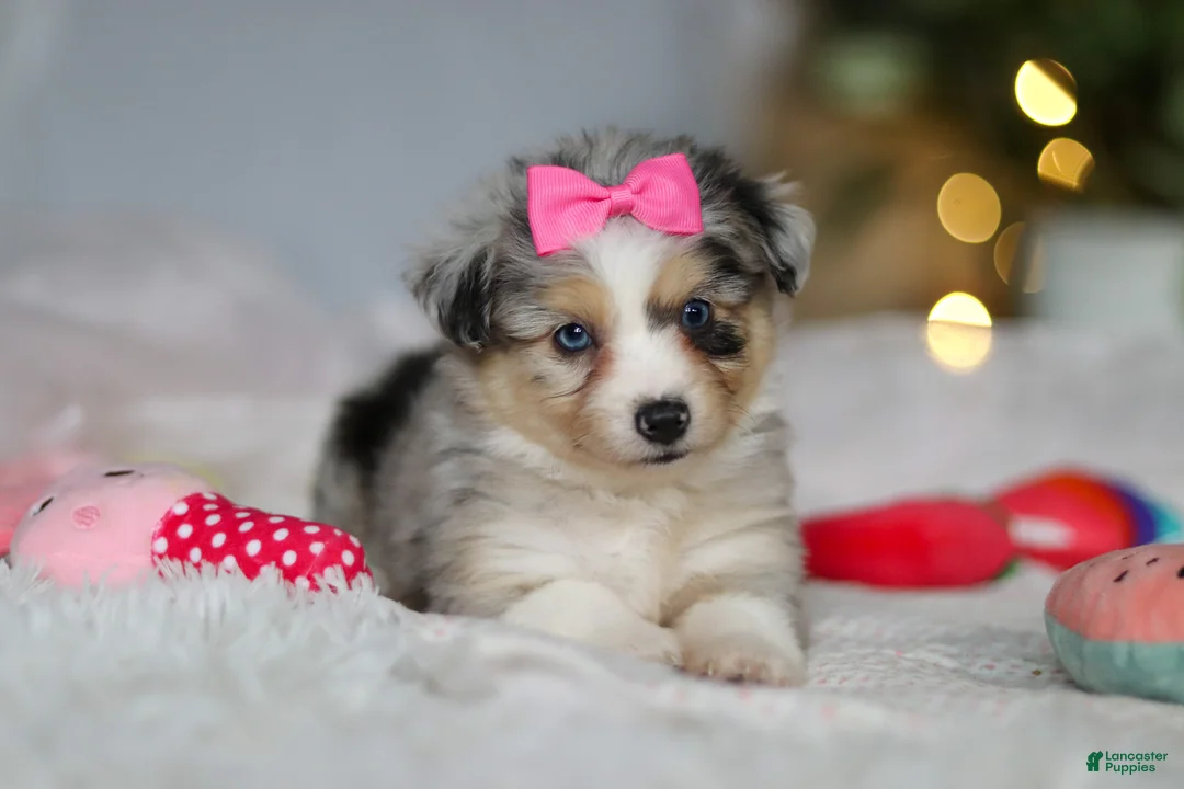 Mixed Breed dogs for sale: Bella - Ad 1