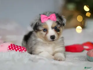 Mixed Breed dogs Bella - Ad 1