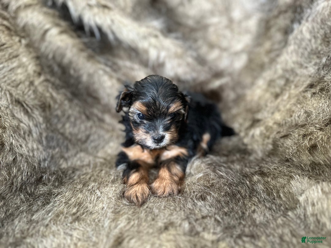 Shorkie dogs for sale: Kenady - Ad 7