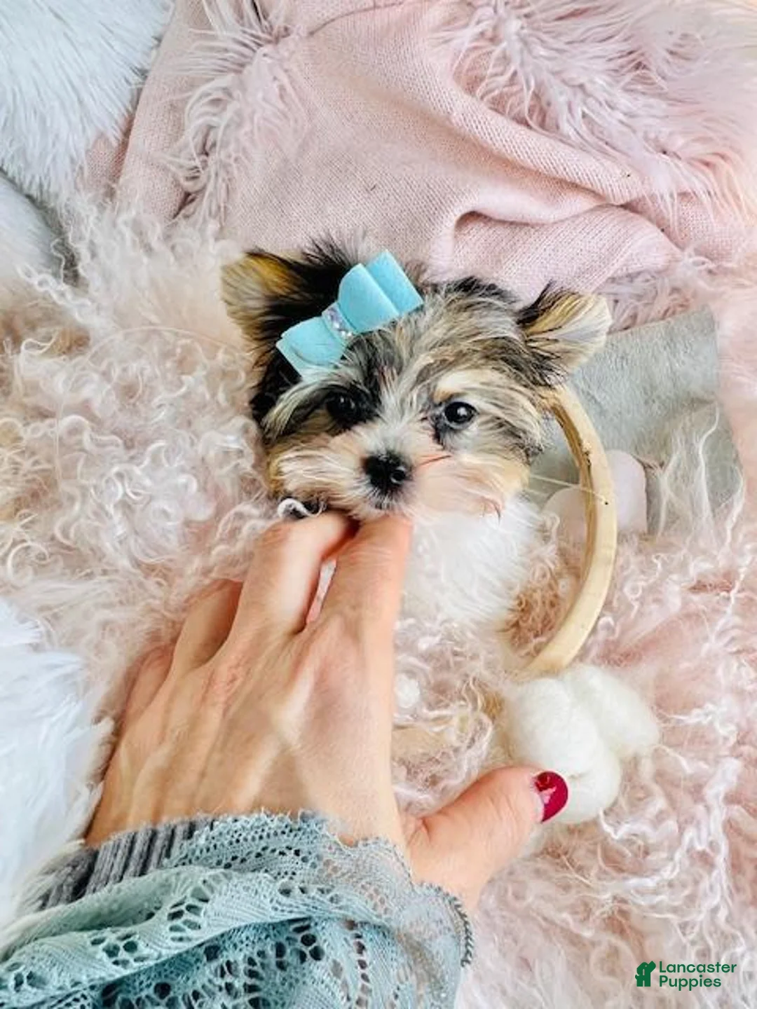 Yorkshire Terrier dogs for sale: Yorkshire Terrier Puppy 1 - Ad 2