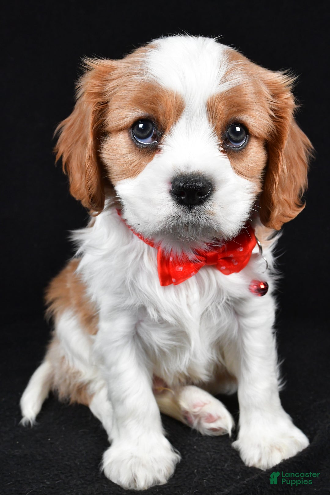Cavalier King Charles Spaniel dogs for sale: Flash - Ad 6