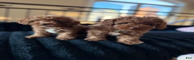 Toy Poodle 1