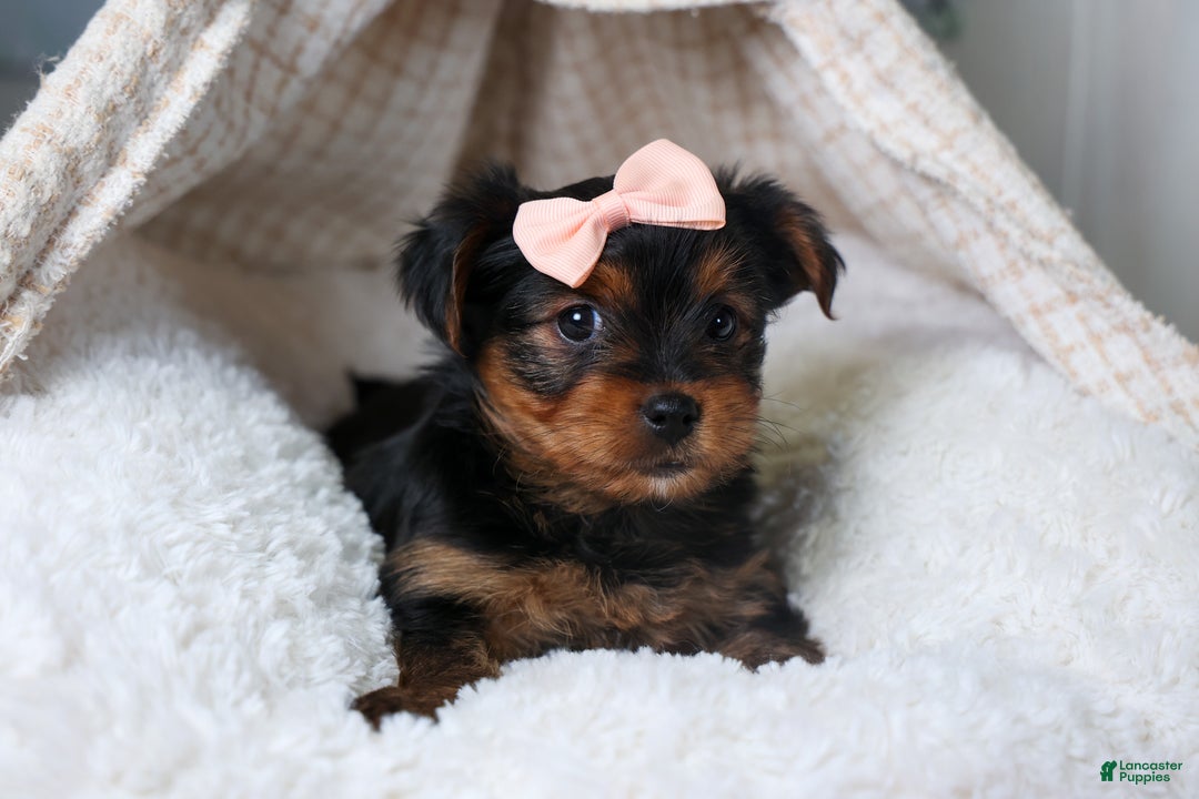 Yorkshire Terrier dogs for sale: COCO - Ad 6