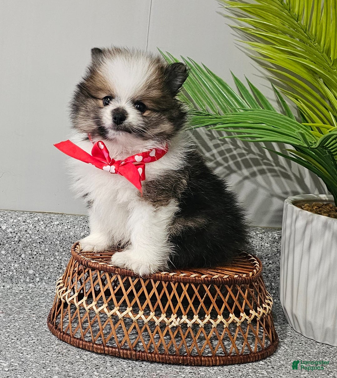Pomeranian dogs for sale: Snickers - Ad 11