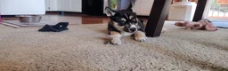 Gerberian Shepsky dogs for sale: Star - Ad 5