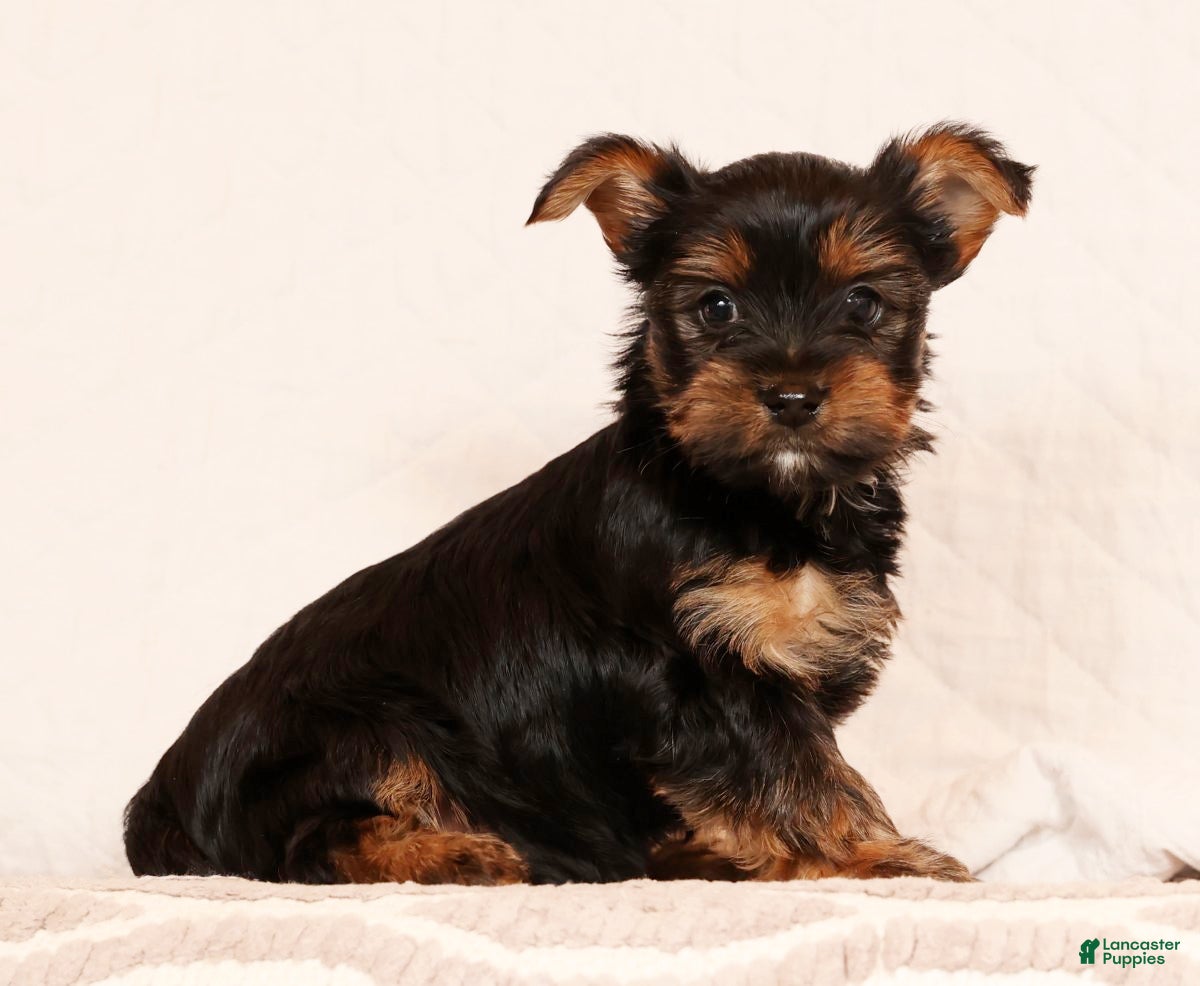 Yorkshire Terrier dogs Chocolate - Ad 3