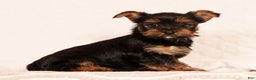 Yorkshire Terrier dogs for sale: Chocolate - Ad 1