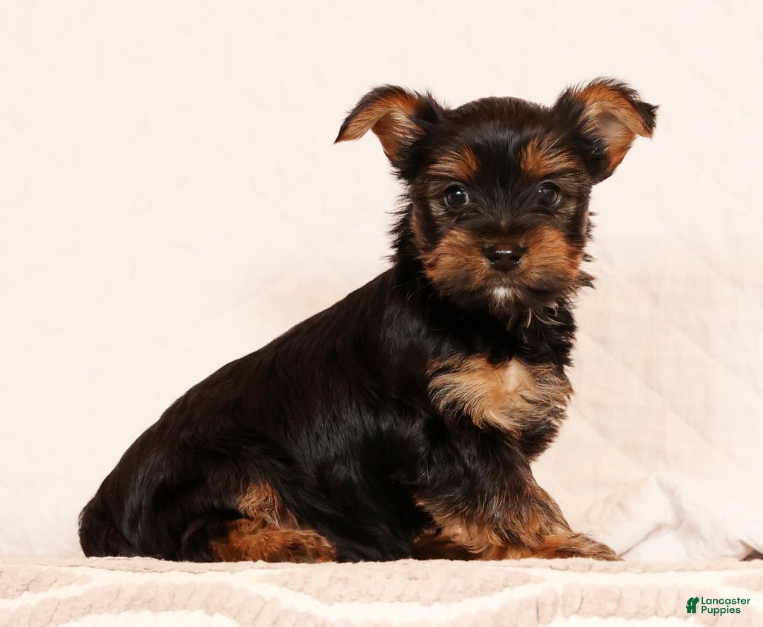 Yorkshire Terrier dogs for sale: Chocolate - Ad 1