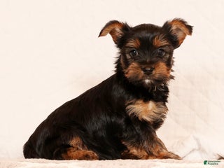 Yorkshire Terrier dogs Chocolate - Ad 2