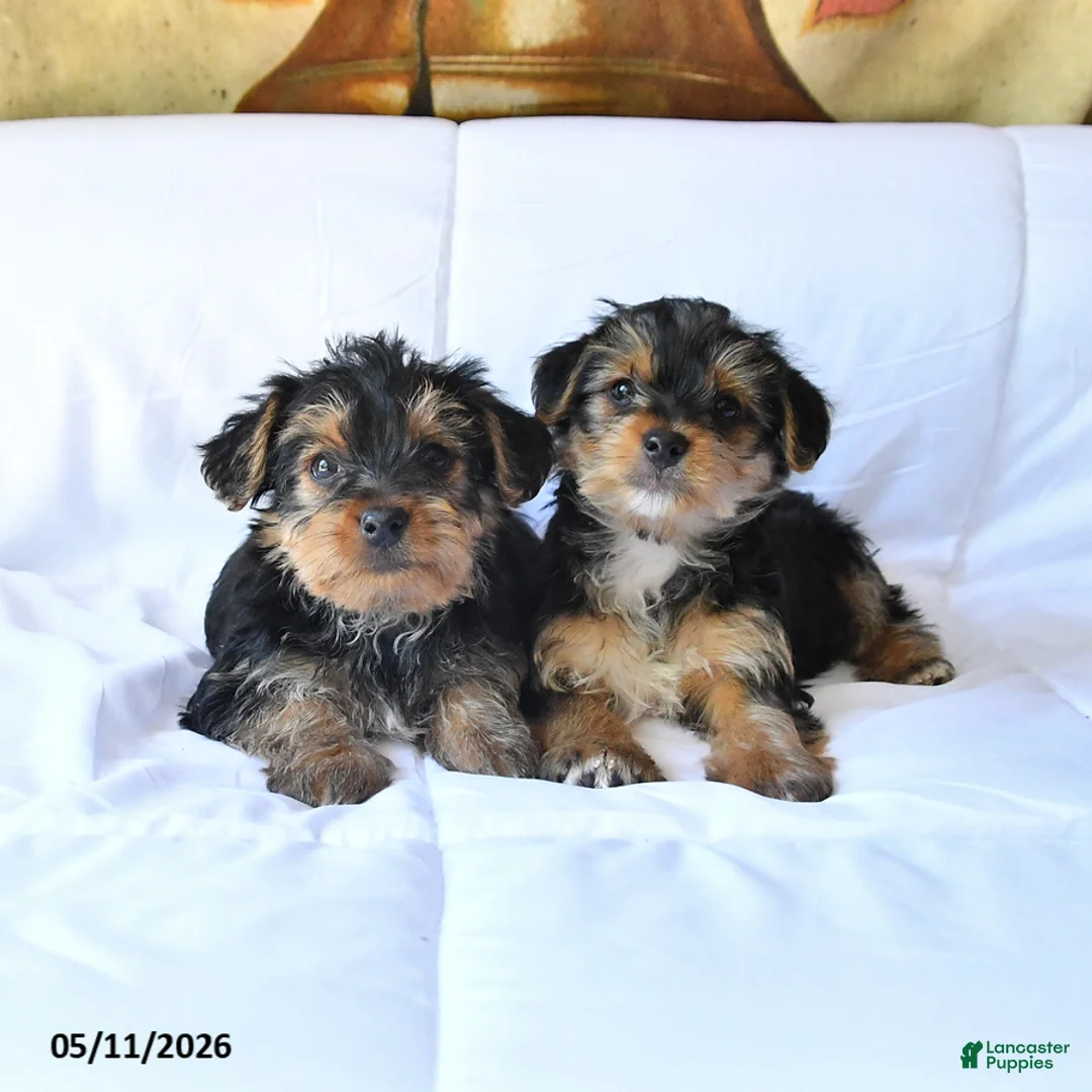 Yorkshire Terrier dogs for sale: Drake - Ad 5