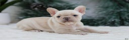 French Bulldog dogs for sale: Mary - Ad 2