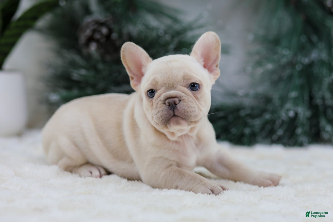 French Bulldog dogs for sale: Mary - Ad 2