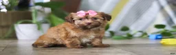 Havanese dogs for sale: Bella - Ad 3