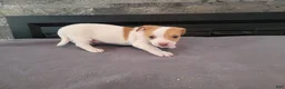 Jack Russell Terrier dogs for sale: John - Ad 2