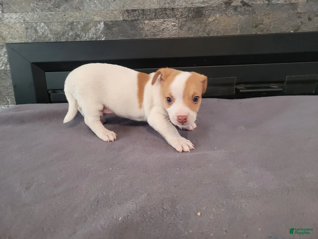 Jack Russell Terrier dogs for sale: John - Ad 2