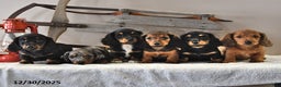 Miniature Dachshund dogs for sale: Rover - Ad 3