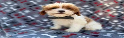 Cavapoo dogs for sale: Twix - Ad 3