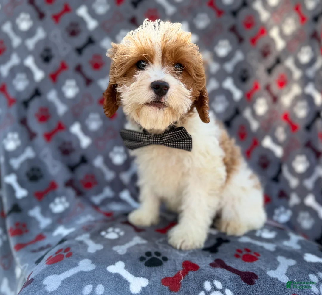 Cavapoo dogs for sale: Twix - Ad 3