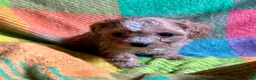 Cavapoo dogs for sale: Ruby - Ad 19