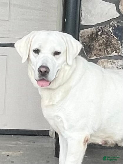 Labrador Retriever dogs Rylee - Ad 19