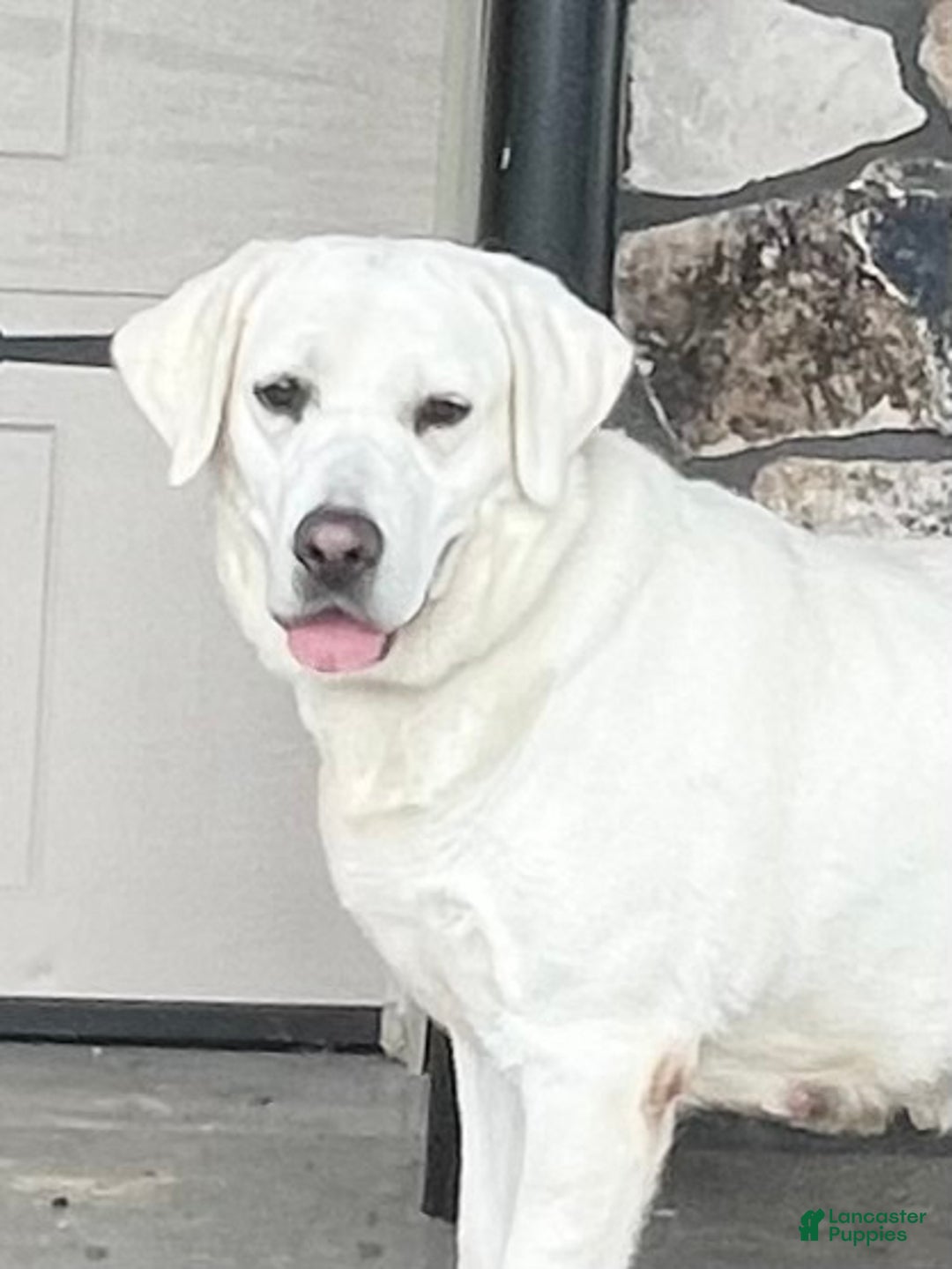 Labrador Retriever dogs for sale: Rylee - Ad 1