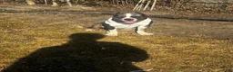 American Bully dogs for sale: American Bully 1 - Ad 3