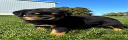 Rottweiler dogs for sale: Rex - Ad 3