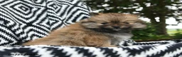 Pomeranian dogs for sale: Crescent - Ad 5