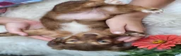 Dachshund dogs for sale: Willow  - Ad 5