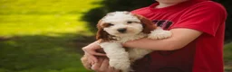 Cavapoo dogs for sale: Larry Cavapoo  - Ad 3