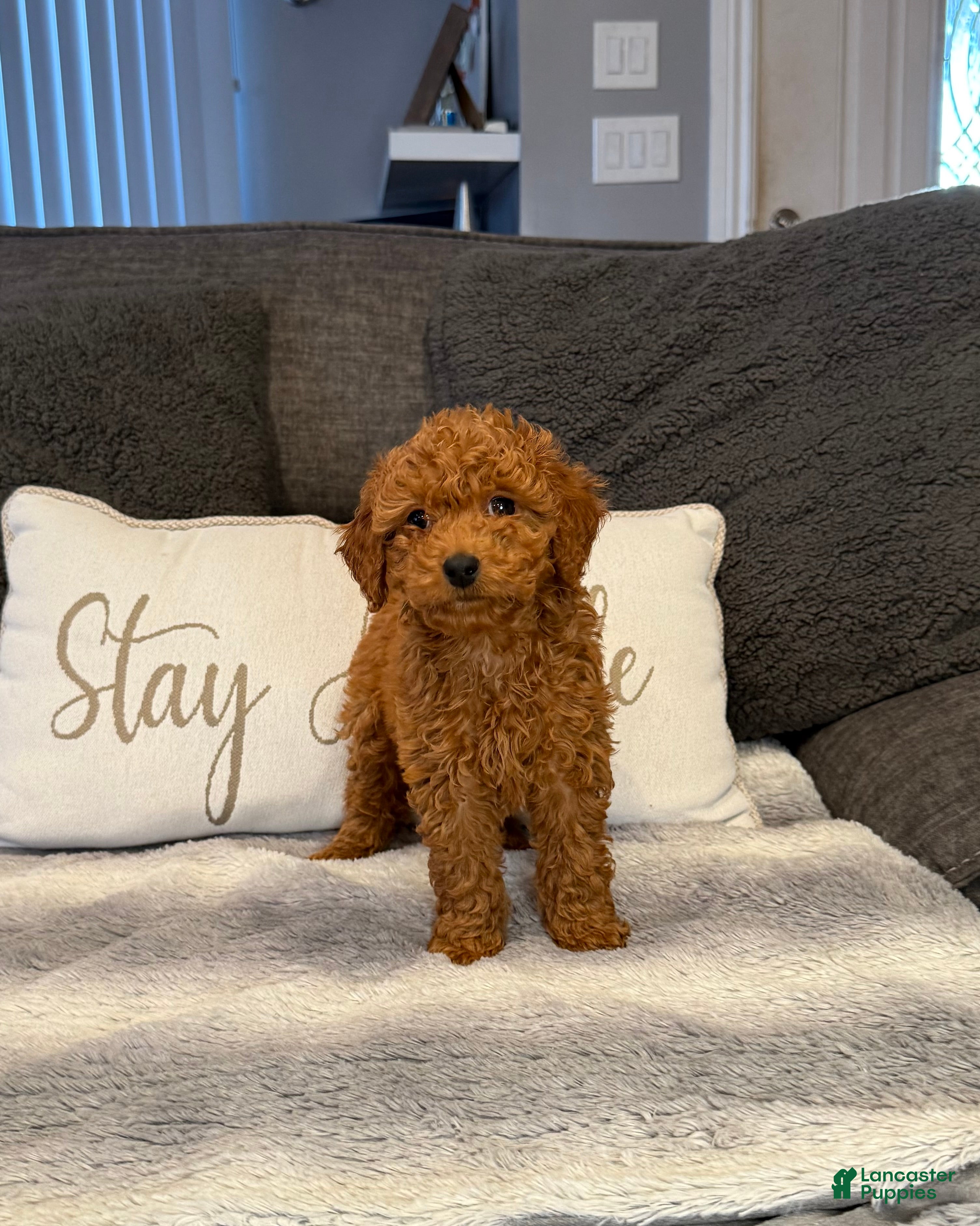 Mini Goldendoodle dogs Valentine - Ad 26