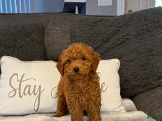 Mini Goldendoodle dogs Valentine - Ad 7