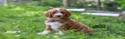 Standard Poodle dogs for sale: Wyatt AKC - Ad 1