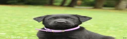 Labrador Retriever dogs for sale: Macaron - Ad 5