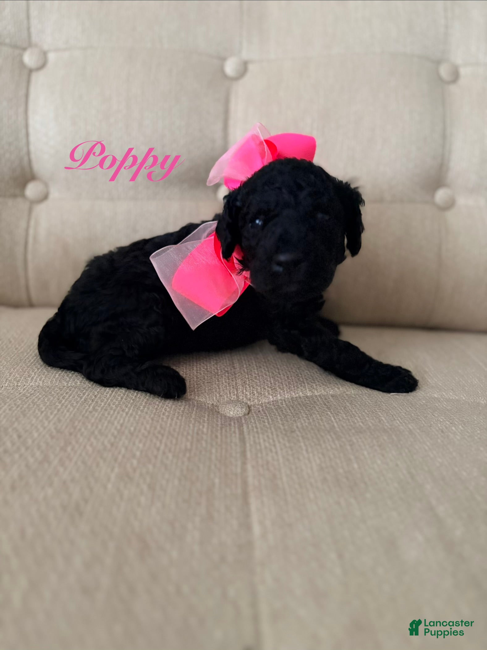 Standard Poodle dogs Poppy  - Ad 14