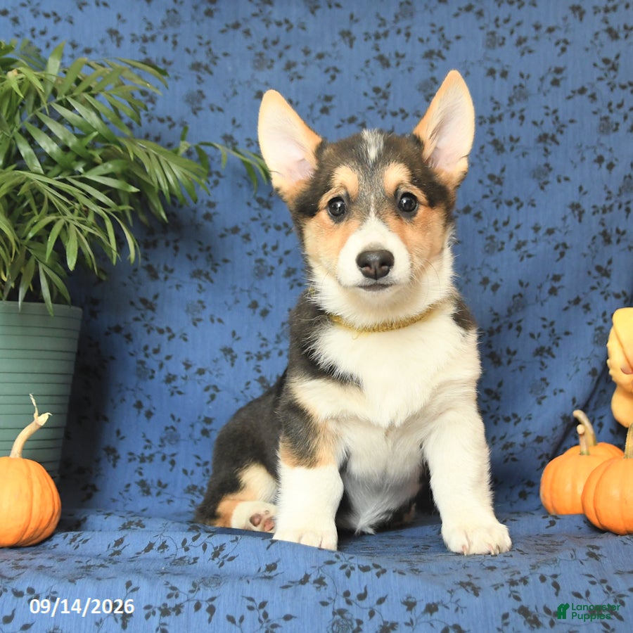 Welsh Corgi Pembroke dogs Lila  - Ad 1