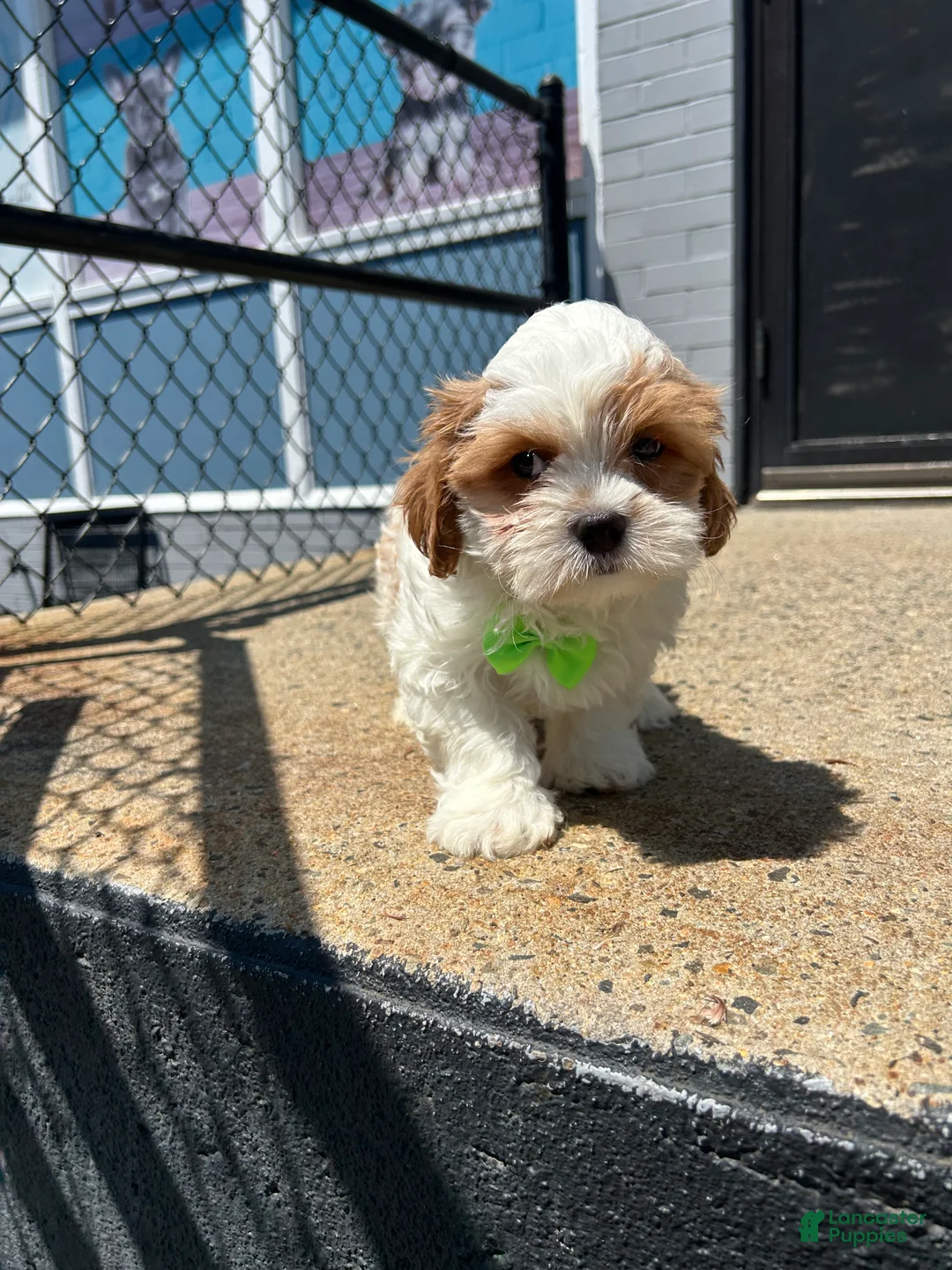 Cavapoo dogs for sale: Cavapoo 1 - Ad 1