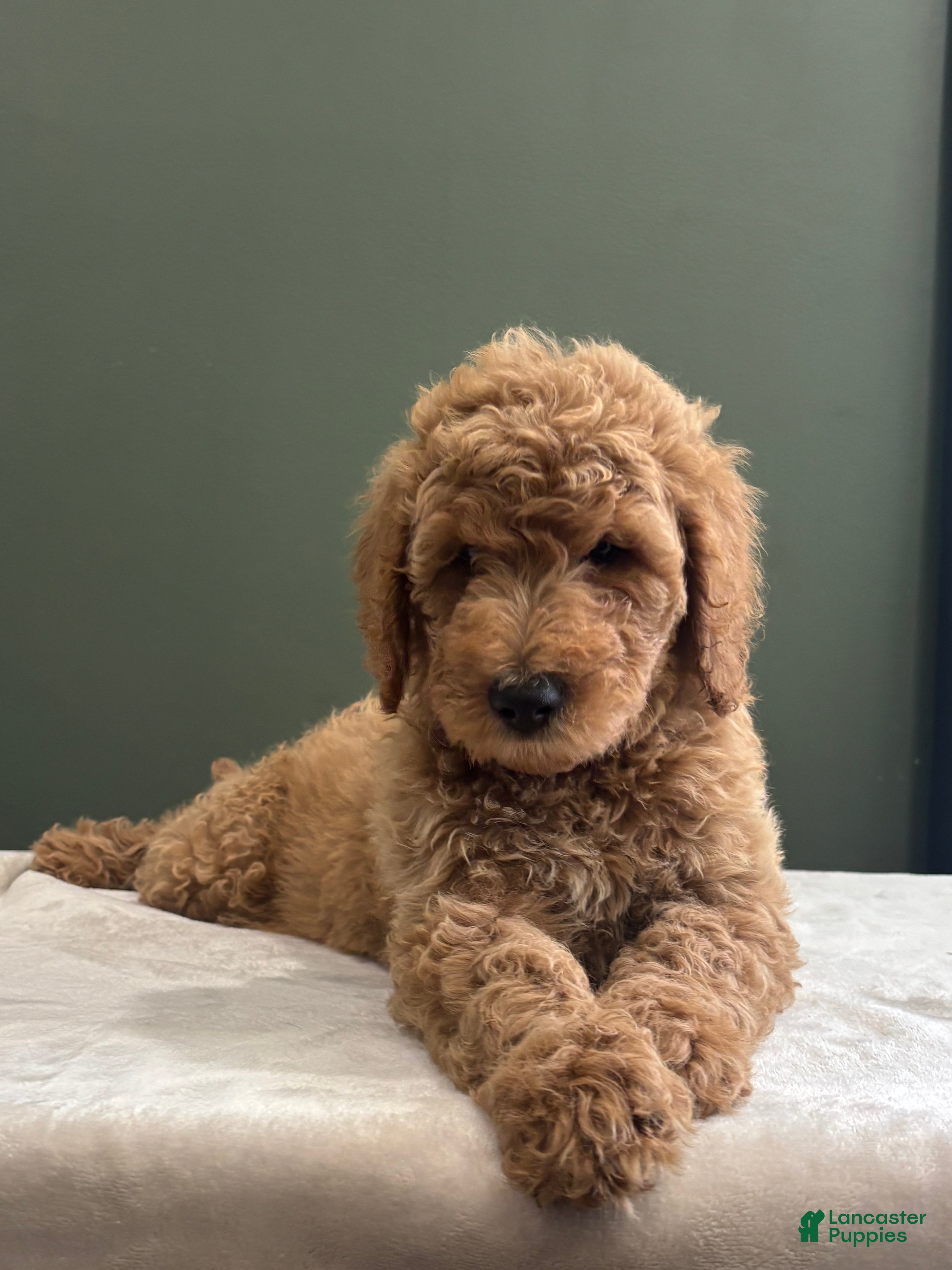 Goldendoodle dogs Goldendoodle 2 - Ad 1