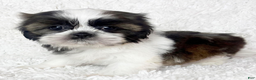 Shih Tzu dogs for sale: AKC Hope - Ad 5