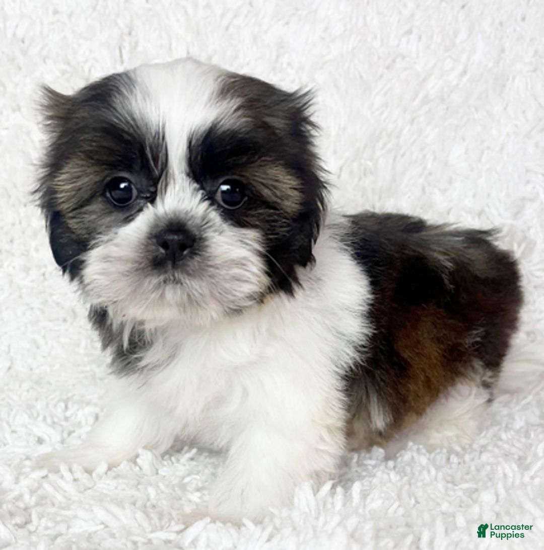 Shih Tzu dogs for sale: AKC Hope - Ad 5