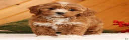 Cavapoo dogs for sale: Joy - Ad 2