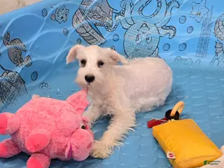 Miniature Schnauzer dogs Soloman - Ad 33