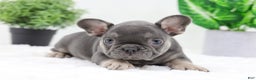 French Bulldog dogs for sale: Eaton - Ad 3